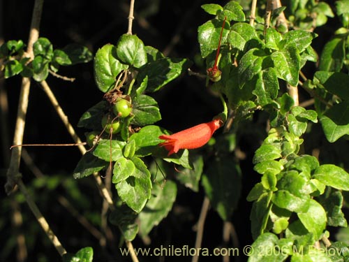 Bild von Mitraria coccinea (Botellita / Vochi-vochi). Klicken Sie, um den Ausschnitt zu vergrössern.